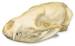 Oriental Civet Skull (Teaching Quality Replica)