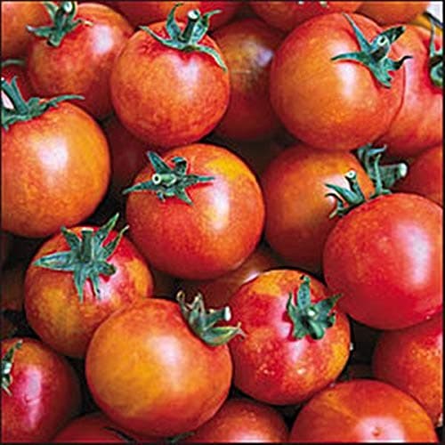 Isis Cherry Candy Tomato Seed