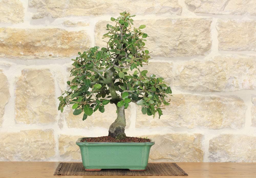 Holm Oak Bonsai Tree (48)
