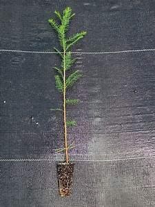 Bald Cypress Tree (Jumbo)