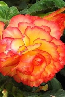 Radha Krishna Agriculture® Begonia Double Imported Flower Bulbs for Home and Gardening Pack of 2 Bulbs