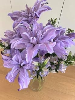 SVG® Double Oriental Lily Flower Bulbs for Home and Gardening, pack of 5 Bulbs (PINK COLOR)