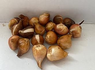 GARTHWAITE NURSERIES® : - UK Stockist. 10 Mixed Darwin Hybrid Tulip Bulbs Spring Flowering Hardy Garden Perennial