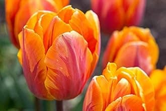 Floriculture Greens Flower Bulbs Tulip Imported Flower Bulbs For Gardening (Orange, Pack of 6 Bulbs)
