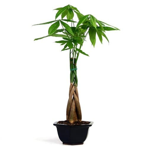 Eastern Leaf Braided Money Tree