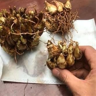 Double Tuberose Flower Bulbs, 20 Pieces, White Fragrant Blooms, 90-120 cm Height, Spring-Summer Planting