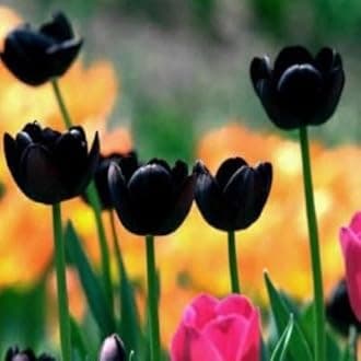 Generic 100pcs Tulip Flower Seeds Black