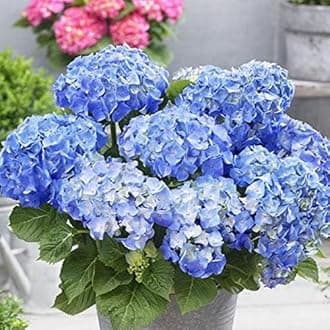 Mphmi Seedless Plant Blue Flower Plants Hydrangea macrophylla (Color) - Plant