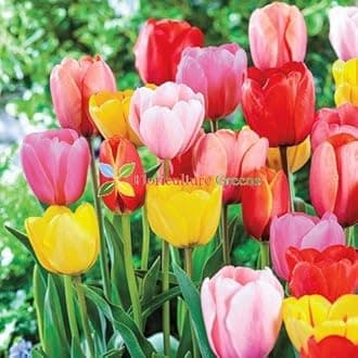 Floriculture Greens Flower Bulbs Tulip Imported Flower Bulbs For Gardening (Multi-Mix, Pack of 6 Bulbs)