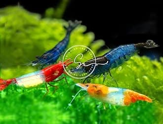 Swimming Creatures™ 10 Rili Mix Premium High Garde Freshwater Neocaridina Aquarium Shrimps.