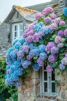 Ritz Farming® Hydrangea Imported Flower Seeds For Your Home Gardening | Pack of 70 to 80 seeds (PURPLE WITH VIOLET)