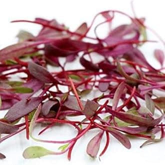 Organic Microgreens Sprouting Seed Beetroot Seeds - Ready in just 6 Days! - 3150 Seeds Approx