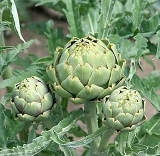 Gromax India Good Germination Artichoke Herb Plant Seeds For Your Home Gardening Seeds