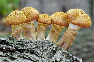 Root Mushroom Farm- Mushroom Liquid Cultures/Bulbous Honey(Armillaria gallica)