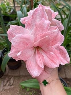 SVG® Imported Double Amaryllis Lily Flower Bulbs for Planting and Gardening, Pack Of 5 Bulbs (Peach)