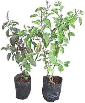 Premium Tulsi Pack of 2 - Rama and Shyama Live Plants without Pots - Spiritual and Medicinal Plants