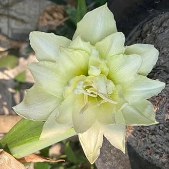 SVG® Imported Double Amaryllis Lily Flower Bulbs for Planting and Gardening, Pack Of 2 Bulbs (Cream)