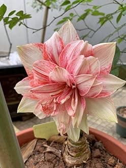 SVG® Imported Double Amaryllis Lily Flower Bulbs for Planting and Gardening, Pack Of 2 Bulbs (Red & Cream)