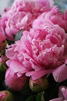 Peony Flower bulb | Flower bulb For Spring Planting | Flower bulb For Garden, Flower bulb For Home Gardening (Pack of 1 mix Colour Flower bulb)