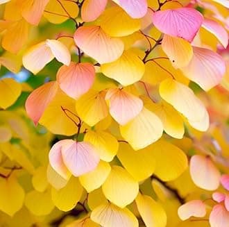 Cercidiphyllum japonicum (Japanese Katsura Tree, Japanese Judas Tree) Tree Seeds, Graceful, Aromatic Foliage, and Vibrant Autumn Colors, Seeds by MySeeds.Co, You Choose The Amount (Trial Size)
