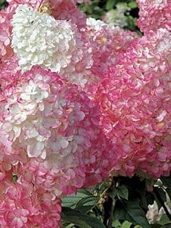 Rare Dwarf Hydrangea macrophylla Strawberry Pink Hydrangea 1 Healthy Live Plant On Poly Bag