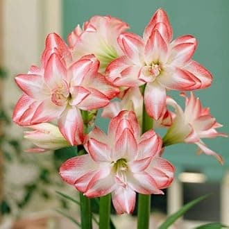 LIVE GREEN Blossom Peacock Amaryllis Lily+Free Special Fertilizer Flower Bulbs Pack Of 9