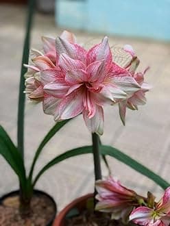 SVG® Imported Double Amaryllis Lily Flower Bulbs for Planting and Gardening, Pack Of 5 Bulbs (Pinkish White)
