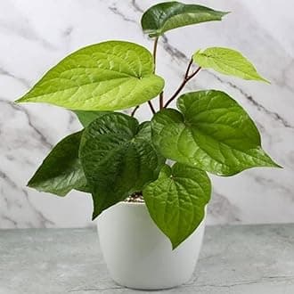 All Time Batel Leaf Plant/Maghai Pan Live Plant For Home Garden