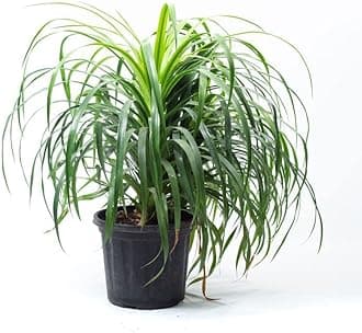 Garden Art live indoor plant (Dracaena Draco)
