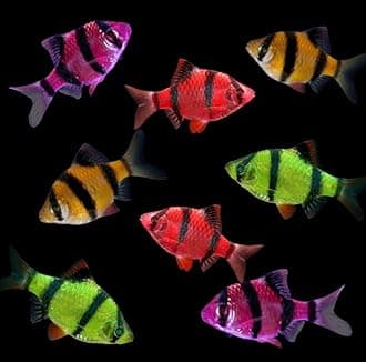 GloFish Live Fish Collections (Tiger Barb Premium)