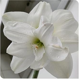 Amaryllis for Planting Now UK Perennial Good for Containers Excellent Display Plant Bulbs Ornamental Greening Flower Natural Organic Easy Plant Perennial -1bulb-N