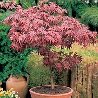 GardenersDream Acer Atropurpureum Plant - Deciduous Outdoor Garden Ready Hardy Shrub - Beautiful Japanese Garden Ornament - Low Maintenance Outdoor Plant for Gardens and Backyard (incl. 10 cm Pot)
