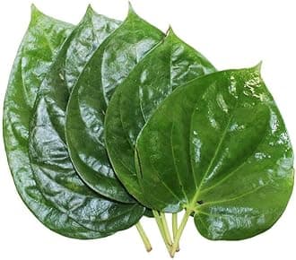 MITU Betel leaf pan pata tree plant 1Healthy Plant Big Size Leaf Pan Plant 1.5.-3FT