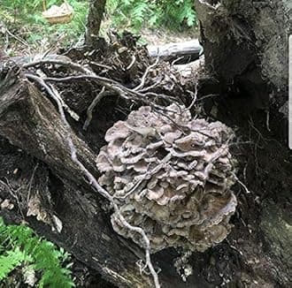 100 Maitake Mushroom Spawn Plugs to Grow Gourmet and Medicinal Mushrooms at Home or commercially.