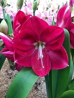SVG® Imported Double Amaryllis Lily Flower Bulbs for Planting and Gardening, Pack Of 1 Bulbs (Maroon)
