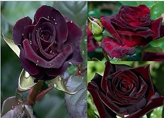 Real Live Dark Red Rose Live Plant Hybrid roses Best color flower plantIndoor Outdoor Shrubs Tree1Healthy Live Rose Plant