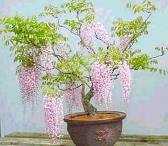 Rare Pink Wisteria Bonsai Tree Seeds, 5 Seeds - Highly Prized Flowering Bonsai - Japanese Wisteria Floribunda