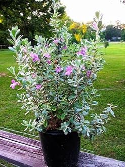 Garden Art Leucophyllum Frutescens Dwarf - Texas Purple Sage - Barometer Bush (Silver Leaves) | Pack Of 1 Healthy Live Plant | With Nursery Grower's Bag/Pot