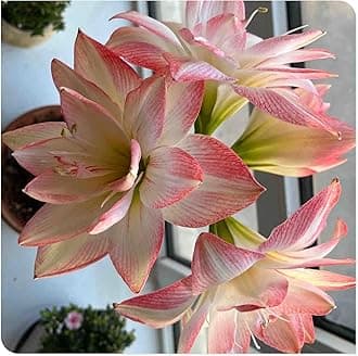 Amaryllis for Planting Now UK Perennial Good for Containers Excellent Display Plant Bulbs Ornamental Greening Flower Natural Organic Easy Plant Perennial -4bulbs-I