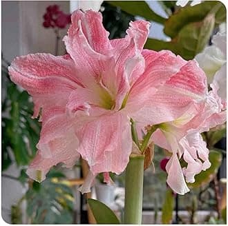 Amaryllis for Planting Now UK Perennial Good for Containers Excellent Display Plant Bulbs Ornamental Greening Flower Natural Organic Easy Plant Perennial -2bulbs-H