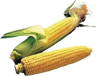 Burpee Illini Xtra Sweet Sweet Corn Seeds 200 seeds