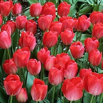 Tulip Darwin Hybrid Red Van Eijk Bulbs - Premium Darwin Hybrid Tulips for Stunning Spring Gardens | Hardy, Perennial, and Easy to Grow (6 Pack)