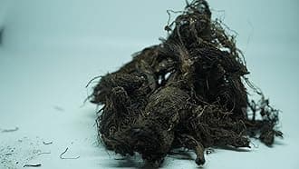 THOGAI’S -”JADAMANJI”- Jatamansi/Tapaswani/Bhytajata/Indian spikenard/Musk-root/Indian nard/Nard Indian/Balchara/Jatamavshi/Jatamamsi/Bhutijata/Billilotan (25 GRAMS (PCK OF 1))