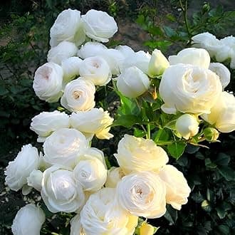 Charming Gronhus Live All season White Rose "AIR LAYERING GRAFTED" Climbing Hybrid Double Petal Healthy Decorative Flowering Live plant for Home Garden With Pot