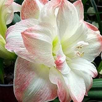 Amaryllis for Planting Now UK Perennial Good for Containers Excellent Display Plant Bulbs Ornamental Greening Flower Natural Organic Easy Plant Perennial -5bulbs-M