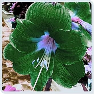 Amarylli Planting Pots to Grow to Grow Surprise Fall or Spring Indoor or Outdoor Professional-3bulbs-d