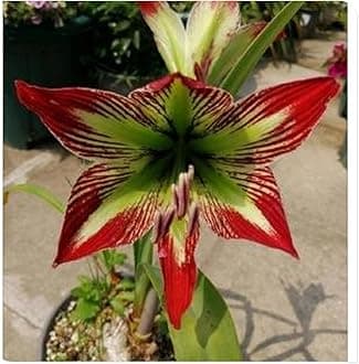 Amaryllis for Planting Now UK Perennial Good for Containers Excellent Display Plant Bulbs Ornamental Greening Flower Natural Organic Easy Plant Perennial -2bulbs-J
