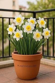 Nargis Flower Bulbs For All Season Pack of 20 Bulbs | By Plantogallery® (Mix)