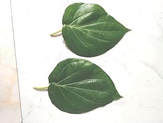 Aadityaa's Sweet Betel Leaves Mitha Pan Pata, Bengal Traditional Large Size Sweet Paan Pata for Puja and Chew from Medinipur, Pack of 20 Leaves.