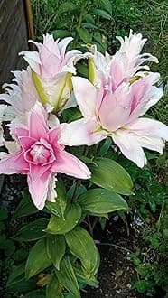 SVG® Double Oriental Lily Flower Bulbs for Home and Gardening, pack of 5 Bulbs (CREAMISH PINK)